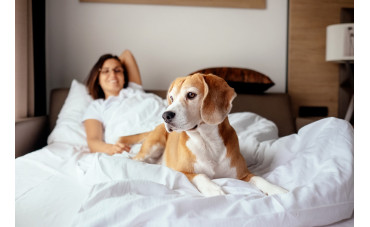 How to welcome animals in the hotel?